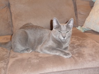 Russian Blue happy homes photo